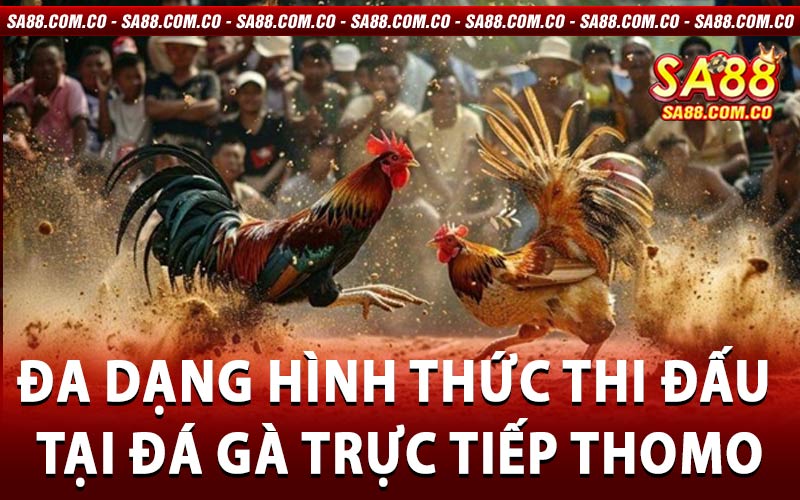 đá gà trực tiếp Thomo